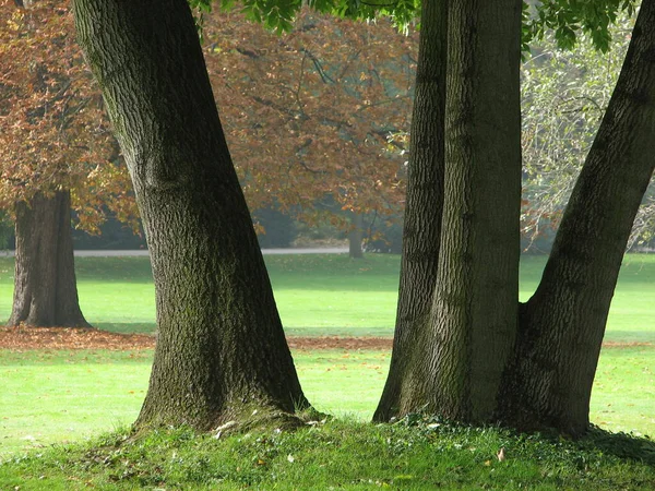 Jesienny Park Drzewami Ławkami — Zdjęcie stockowe