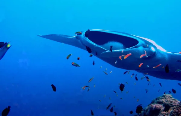 Manta Balığı Derin Deniz Suyunda Altında — Stok fotoğraf