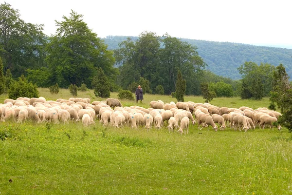 Flock Sheep — Fotografia de Stock