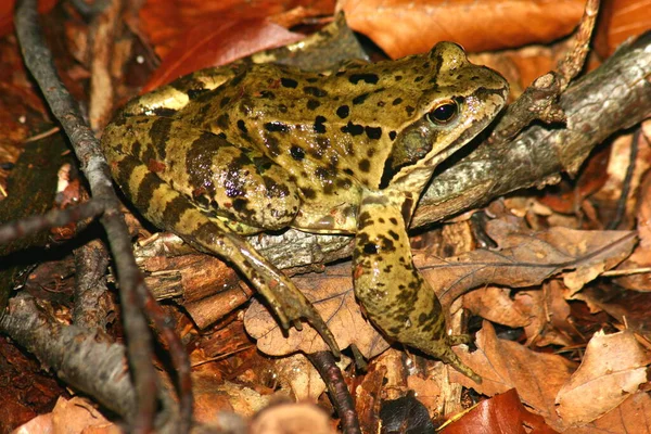 Rana Hierba Anfibio Pequeño — Foto de Stock