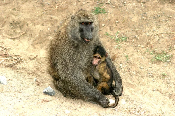 Animais Temas Macaco Natureza — Fotografia de Stock