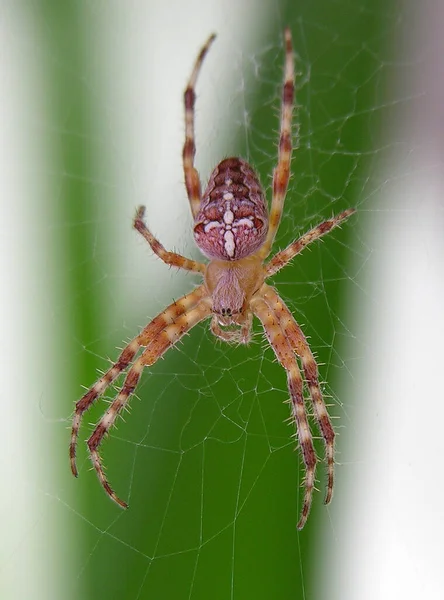 Croix Araignée Effrayant Insecte Araignée — Photo