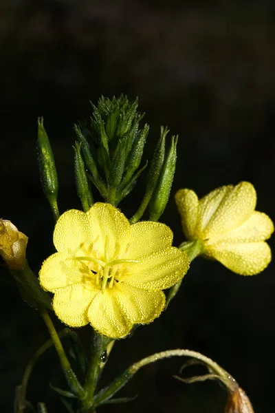 Field Flowers Nature Flora — Stock Photo, Image