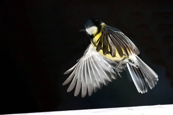 Speziell Für Hannsel Ohne Gelben Fleck Und Ohne Phantomschatten — Stockfoto