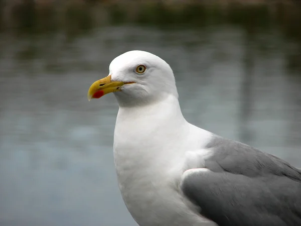 Vacker Utsikt Över Vacker Söt Mås Fågel — Stockfoto