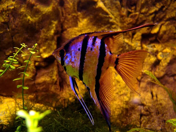 Scenic View Underwater World — Stock Photo, Image