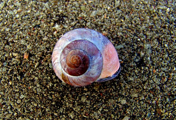 Wirbellose Helix Weichtiere Schnecken — Stockfoto