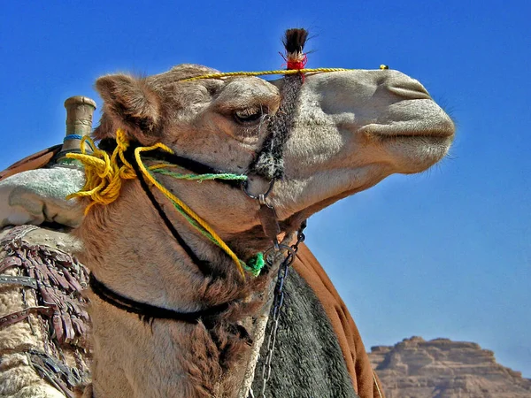 Camello Fauna Naturaleza —  Fotos de Stock