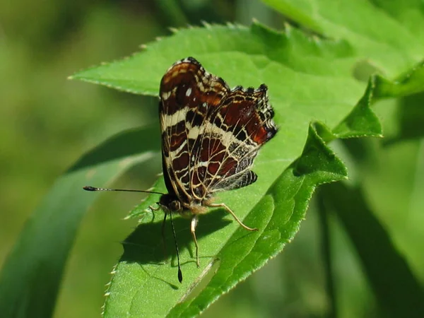 Gros Plan Bug Nature Sauvage — Photo