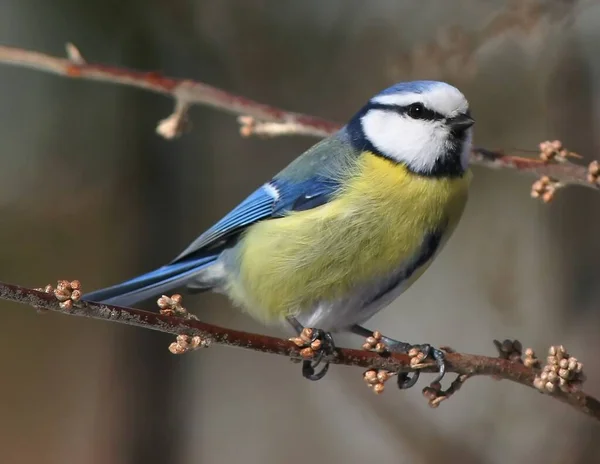 Aussichtsreiche Aussicht Auf Schöne Vögel Der Natur — Stockfoto