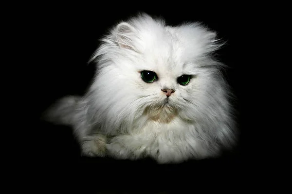 Bílé Kotě Černém Pozadí — Stock fotografie