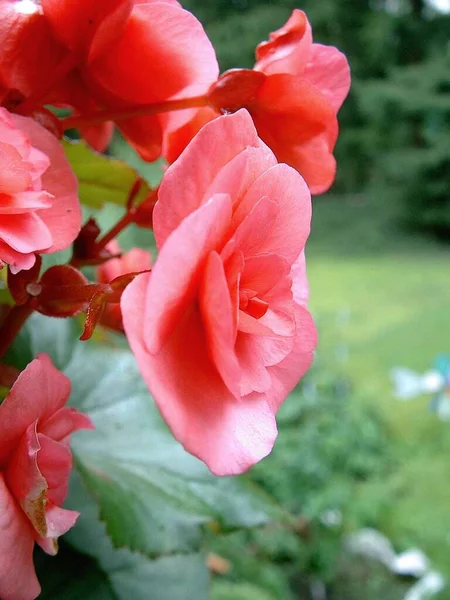 Beautiful Botanical Shot Natural Wallpaper — Stock Photo, Image