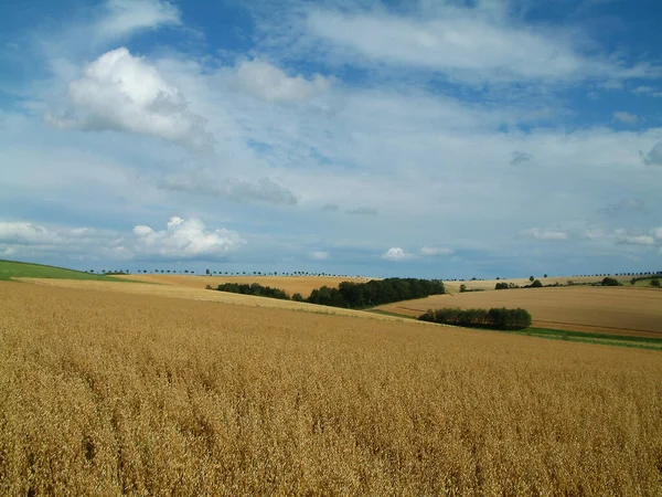 Prato Habitat Aperto Campo Vegetato Erba Erbe Altre Piante Non — Foto Stock