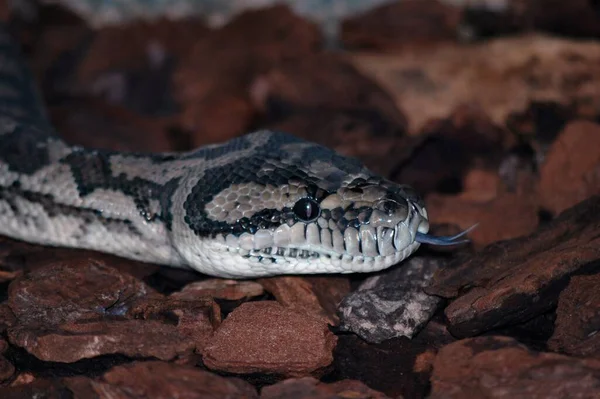 Serpente Perigosa Réptil Carnívoro — Fotografia de Stock