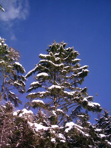Christmas Tree Snow — Stock Photo, Image