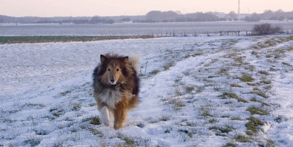Dog Breed German Shepherd Winter — Stock Photo, Image