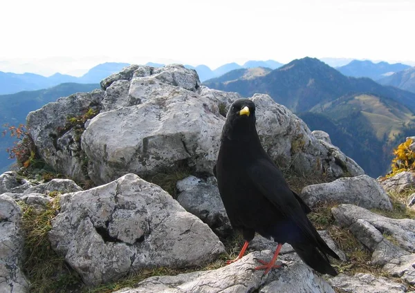 Questo Sfacciato Uccello Nero Sedeva Circa Centimetri Davanti Voleva Partecipare — Foto Stock