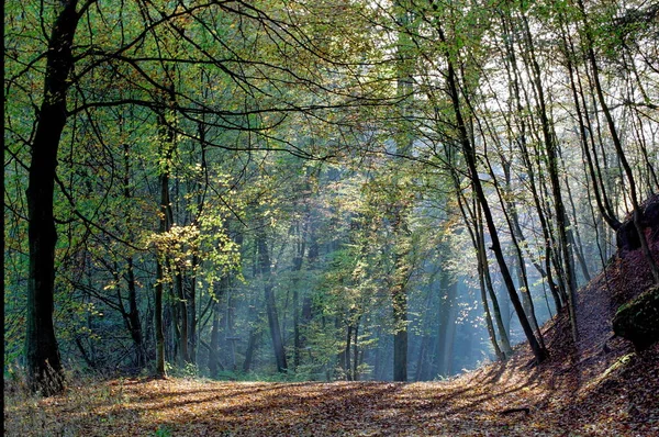 Malebný Pohled Krásnou Lesní Krajinu — Stock fotografie