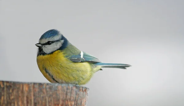 Dieser Kleine Kerl Wartete Einen Moment Bis Den Köstlichen Bodenfüßen — Stockfoto