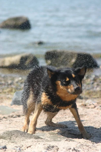 View Baltic Sea — Stock Photo, Image