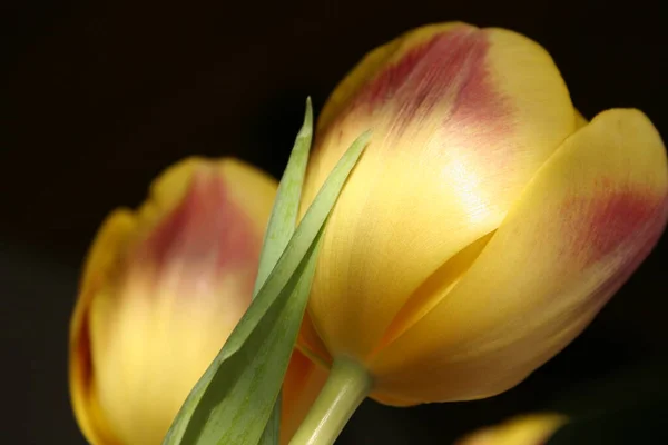 Bautiful Botanical Shot Natural Wallpaper — Stock Photo, Image