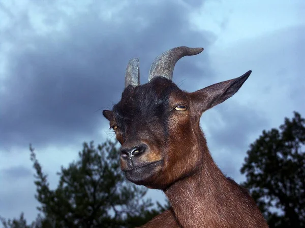 Schilderachtig Uitzicht Prachtig Hert Natuur — Stockfoto