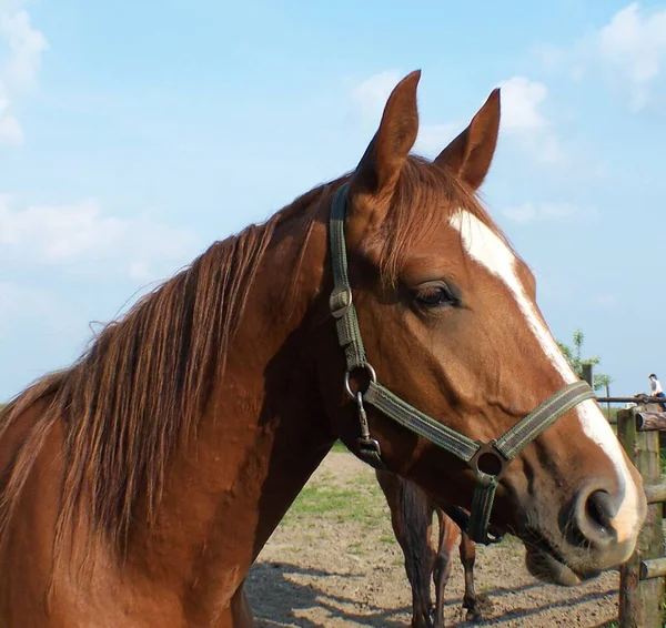 Caballos Aire Libre Durante Día — Foto de Stock