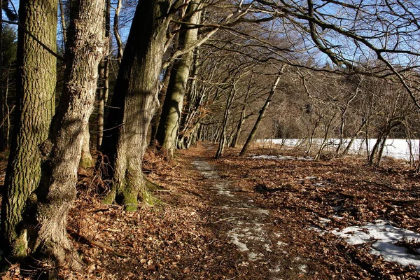 Güzel Orman Manzarası Manzarası — Stok fotoğraf