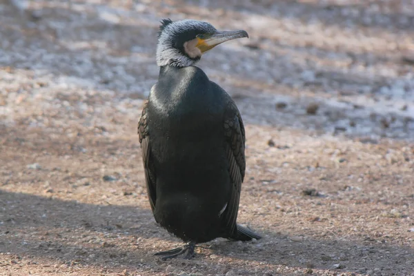 Vista Panorámica Hermoso Pájaro Cormorán Naturaleza — Foto de Stock