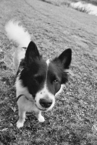 Retrato Lindo Perro — Foto de Stock