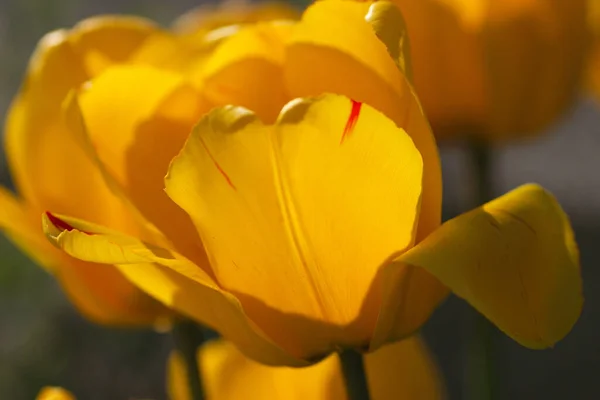 Gelbe Tulpen Gegenlicht — Stockfoto