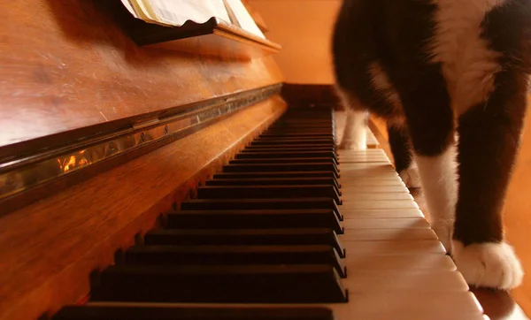 Strumento Musicale Musica Pianoforte — Foto Stock