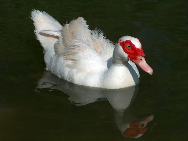 Vacker Utsikt Över Vacker Fågel Naturen — Stockfoto