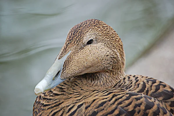 Modellfreigabe Gibt Leider Nicht — Stockfoto