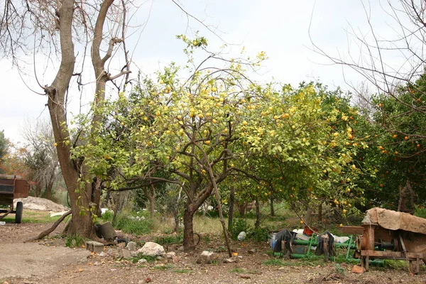 Lemon Tree Fundo Conceito Agrícola — Fotografia de Stock