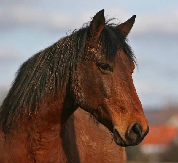 Das Ist Immer Noch Die Harmlose Seite Goli Dachte Müsse — Stockfoto