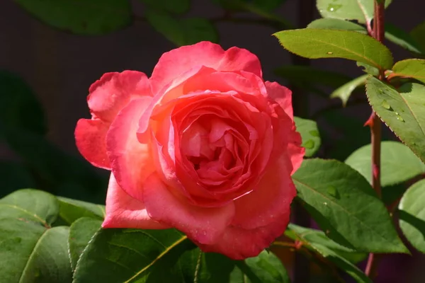 Rosa Pétalas Flores Flora Romântica — Fotografia de Stock