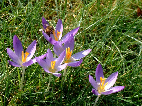 Fiori Croco Nella Foresta — Foto Stock