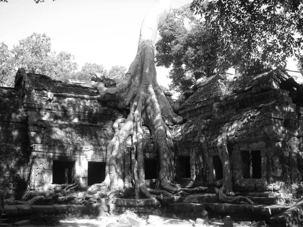 Overgrown Temple Angkor Cambodia — Stock Photo, Image