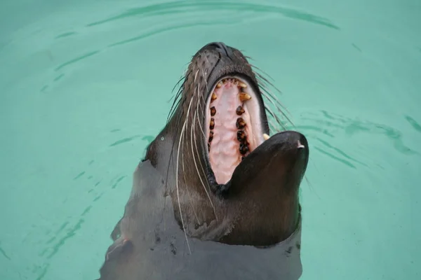 Leão Marinho Nadando Água — Fotografia de Stock
