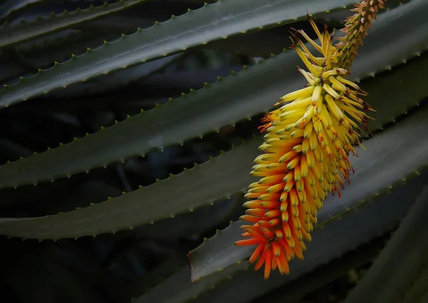 Rośliny Tropikalne Aloes Vera — Zdjęcie stockowe