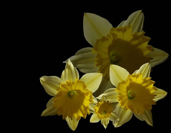 Narciso Narciso Petali Fiori — Foto Stock