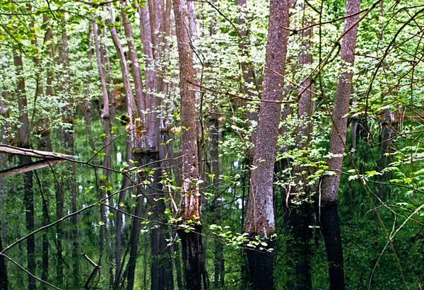 Malowniczy Widok Piękny Krajobraz Leśny — Zdjęcie stockowe