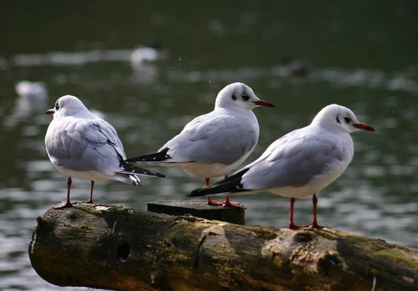 Winterpause Den Fischteichen Paderborn — Stockfoto