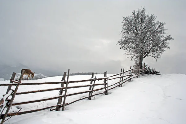 Syd Tirol Eller Alto Adige Provins Nordøst Italia – stockfoto