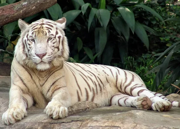 Полосатый Тигр Хищник Дикий Кот — стоковое фото