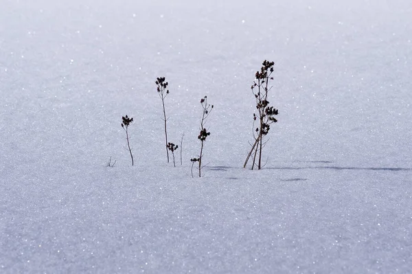 Fond Coloré Pour Noël Nouvelle Carte Vacances Année — Photo