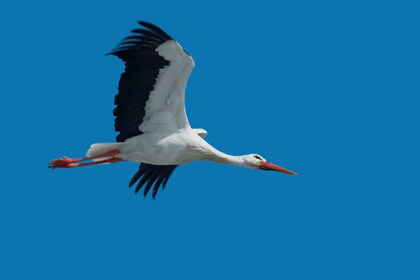Naturskønne Udsigt Smukke Stork Fugl Naturen - Stock-foto