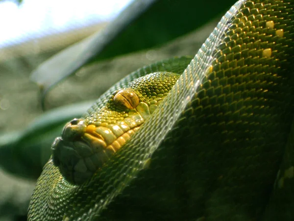 Небезпечна Змія Веретеноподібна Тварина — стокове фото