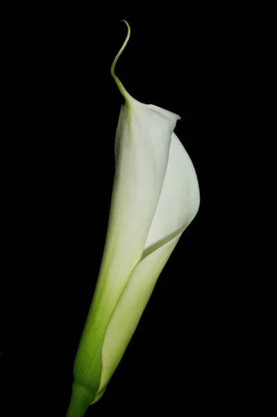 Exotique Calla Lys Fleurs Pétales Flore Botanique — Photo